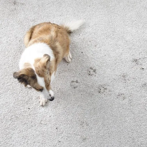 Carpet-Care | Floorco Premium