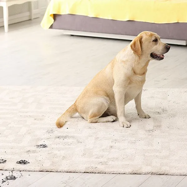 Area rug care | Floorco Premium